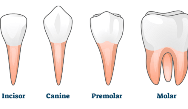 Premolar and Molar